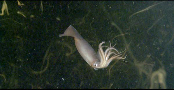 A jumbo flying squid. Image courtesy of NOAA/MBARI