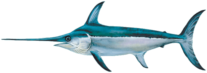 Illustration of a Swordfish