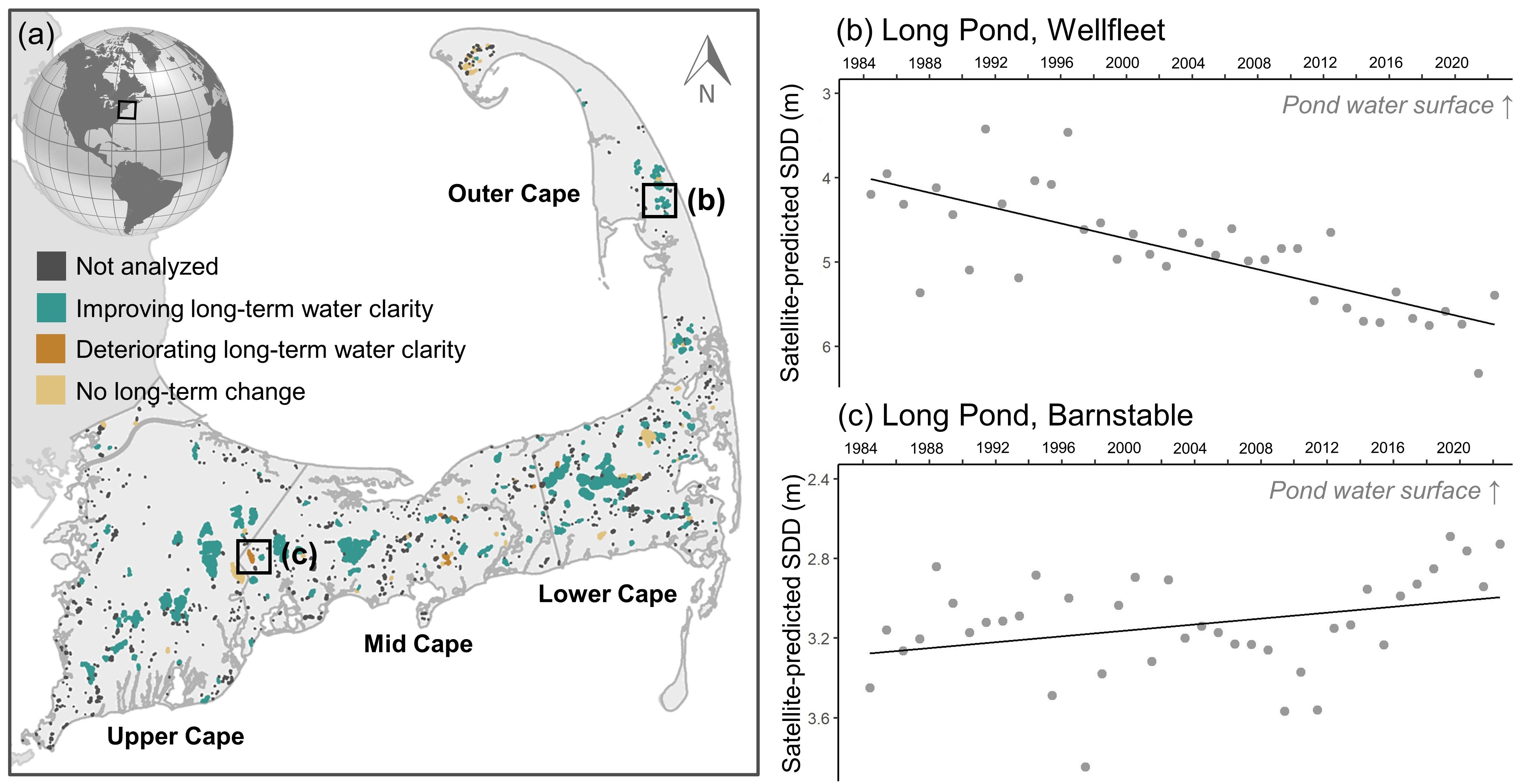 Cape Cod ponds, including those that were not analyzed in the current study (black), those analyzed that corresponded to field-measured Secchi disk depth (SDD; blue), and those analyzed without field-measured SDD (yellow), where SDD is a measure of water clarity. Ponds not analyzed were excluded either because they were less than 1 ha in surface area or because maximum pond depth data was not available. - Credit: Coffer, et al. (2024).