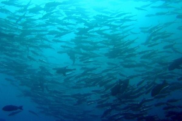 Underwater photo of a school of fish