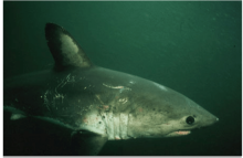 Underwater photo of a salmon shark