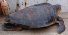 Photo of a Loggerhead Turtle
