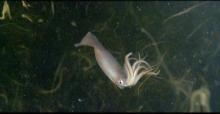 Underwater photo of a Humbolt squid